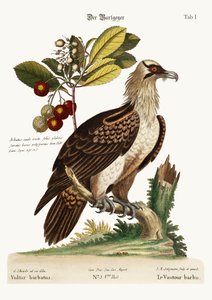 ヒゲワシ、1749-73